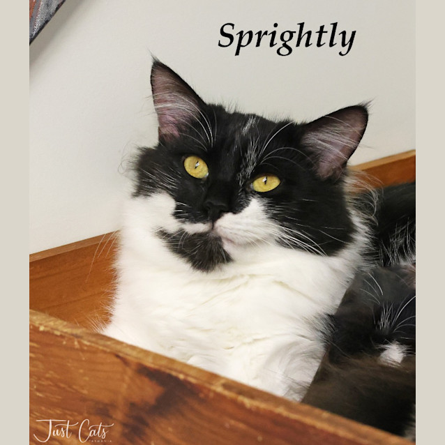 Photo of Sprightly