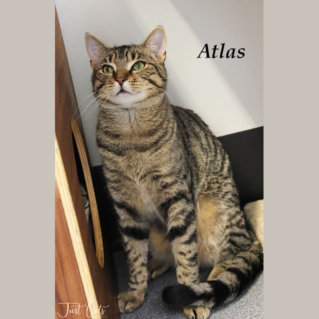 Photo of Atlas
