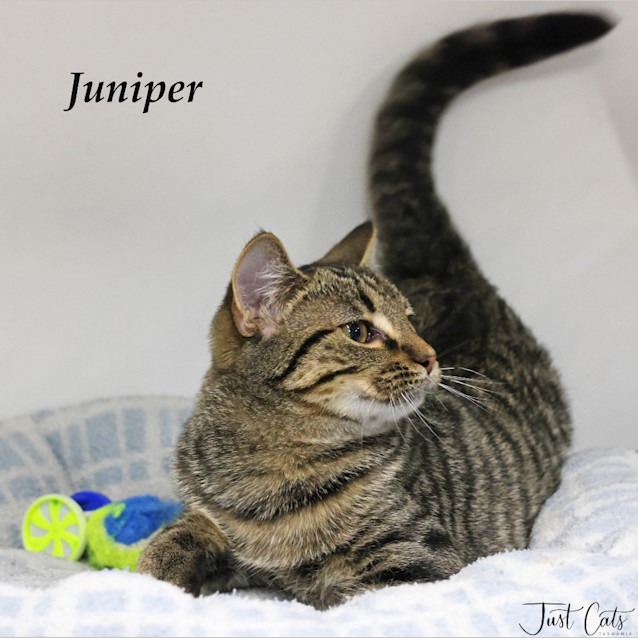 Photo of Juniper