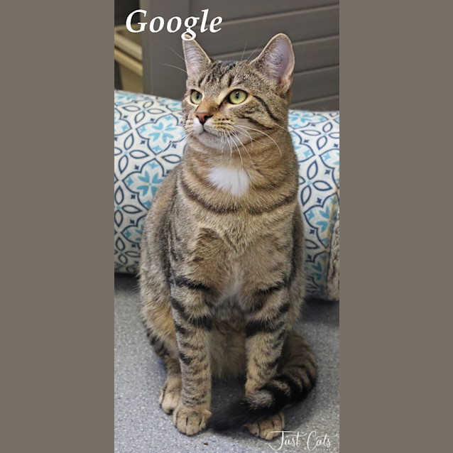 Photo of Google