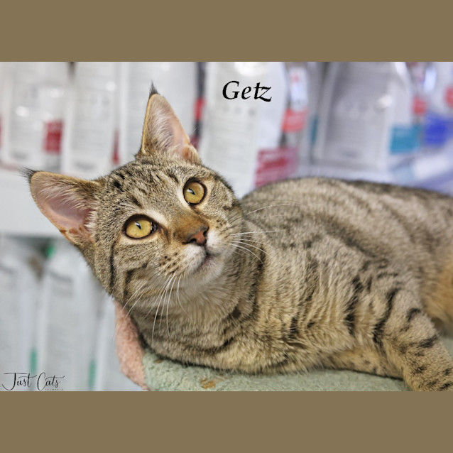 Photo of Getz   Petstock Invermay