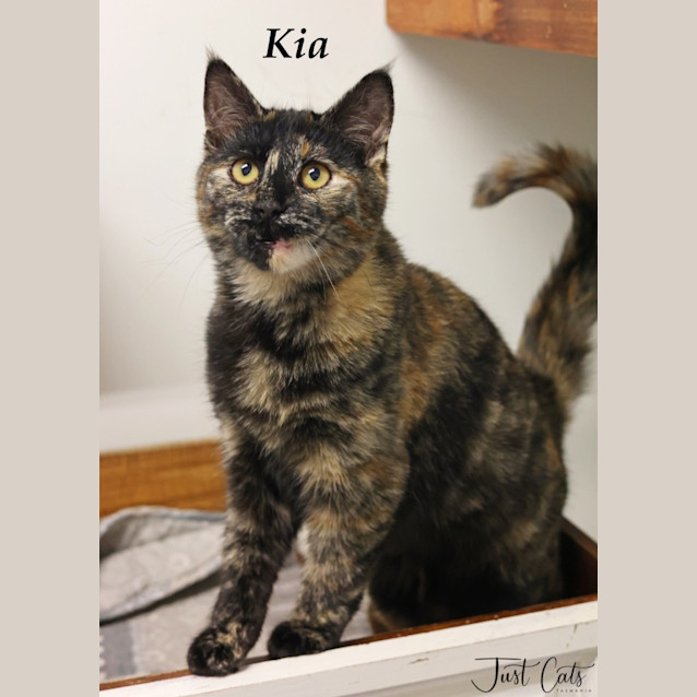 Photo of Kia   Petstock
