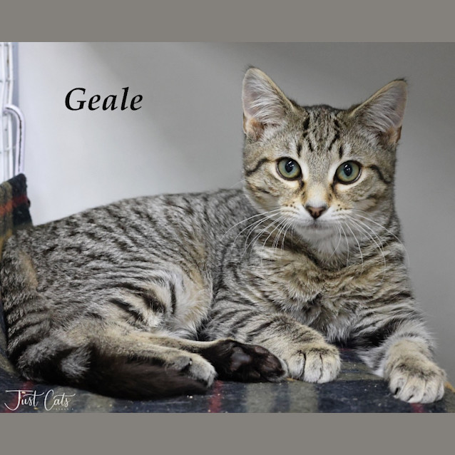 Photo of Geale