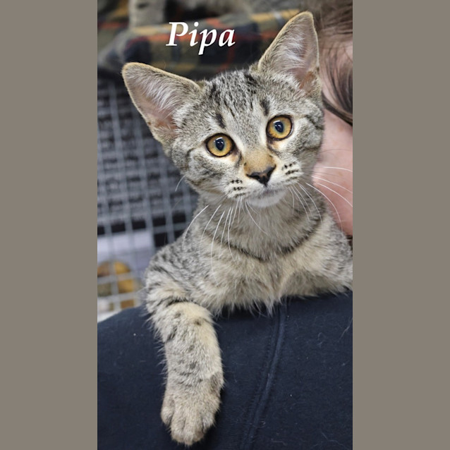 Photo of Pipa
