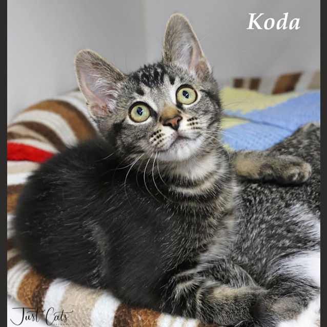 Photo of Koda