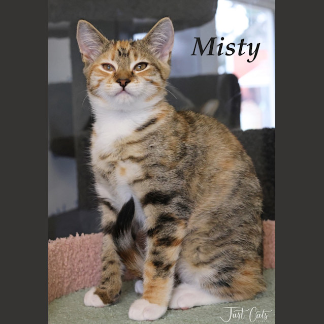 Photo of Misty