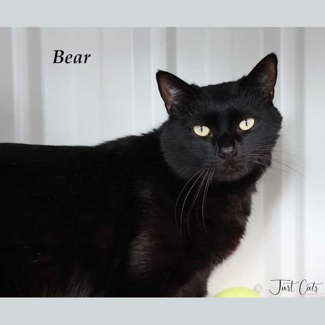Photo of Bear