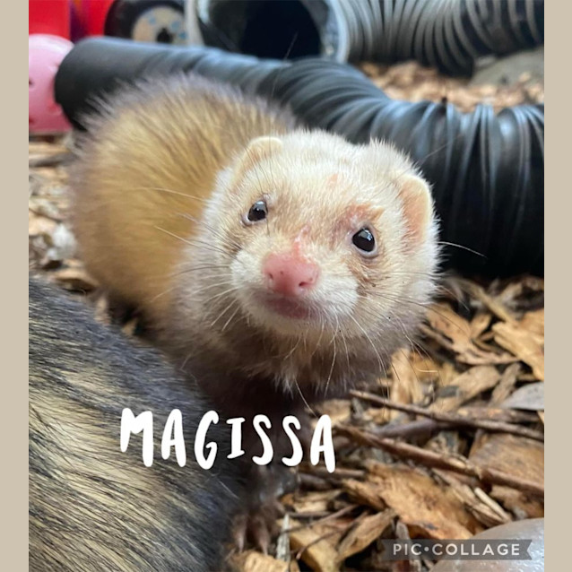 Photo of Endor & Magissa