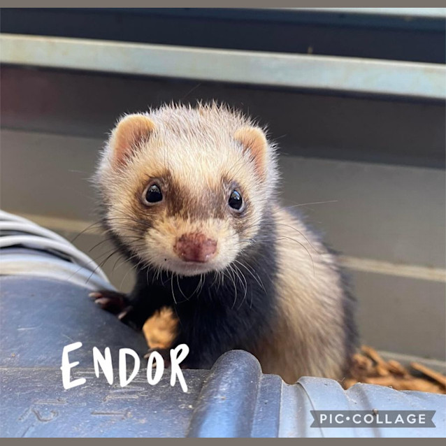 Photo of Endor & Magissa