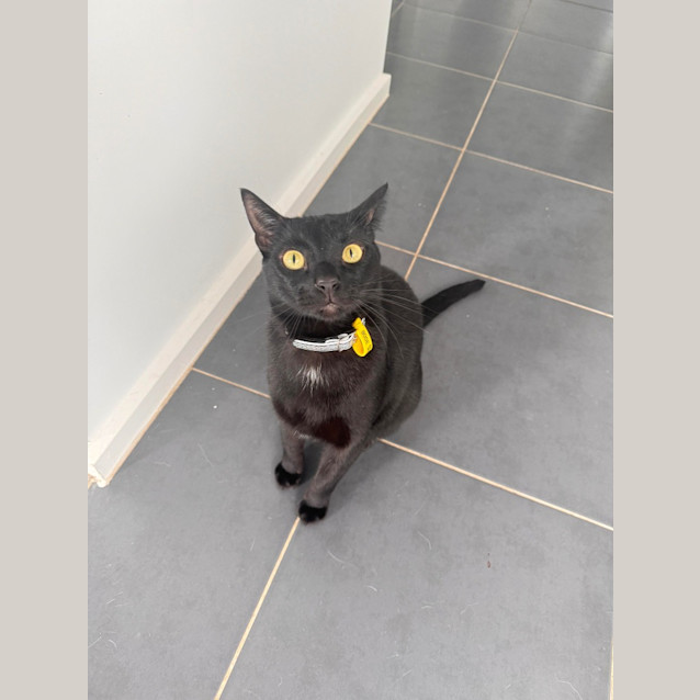 Photo of Jiji