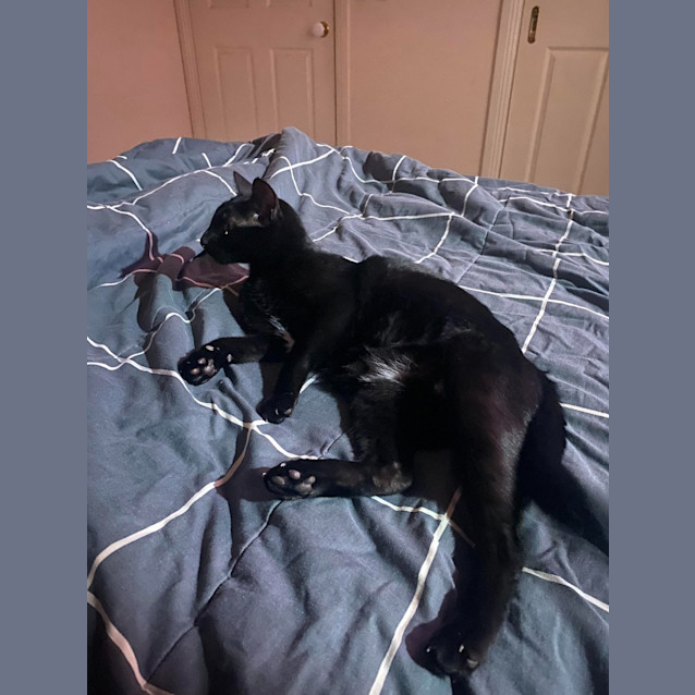 Photo of Jiji