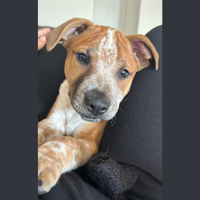 Photo of Alby (Dark Blue)