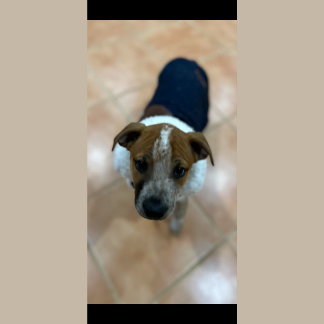 Photo of Alby (Dark Blue)