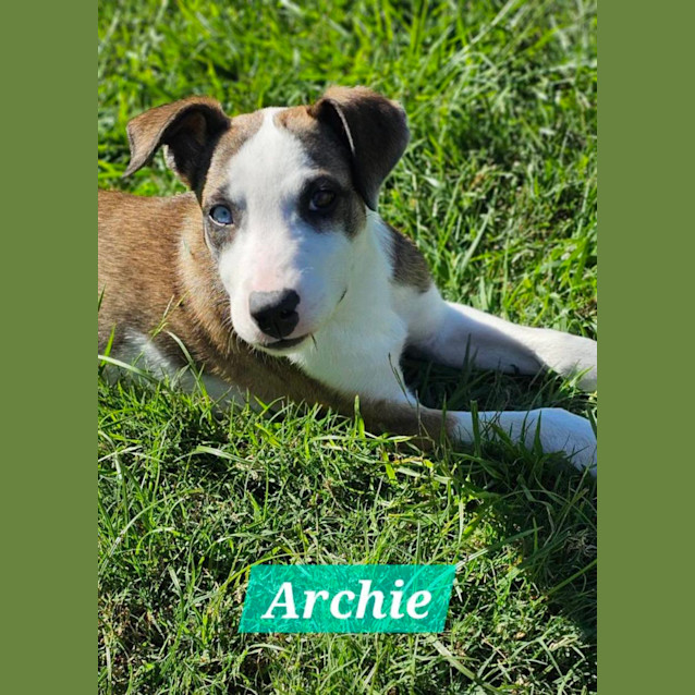 Photo of Archie