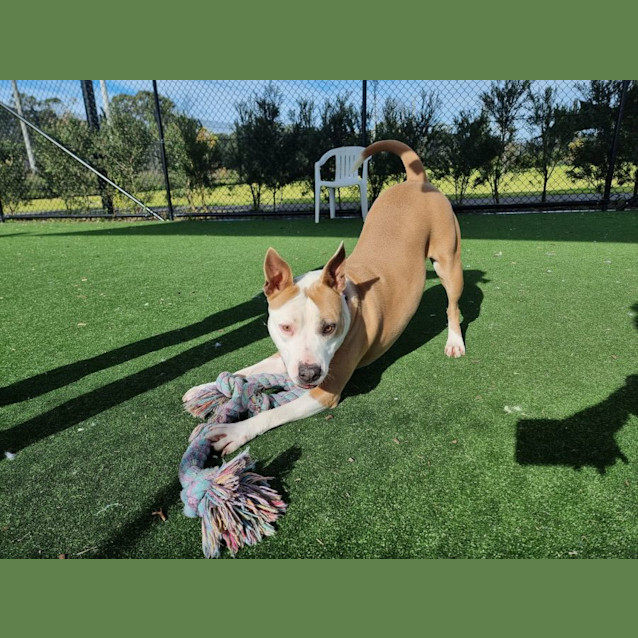 Photo of Ella Imp 1188