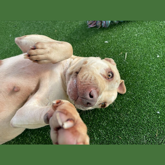 Photo of Aries Imp 355