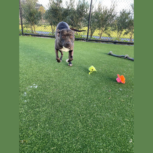 Photo of Nova Imp 555