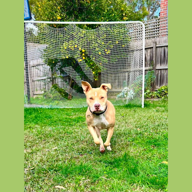 Photo of Stubby
