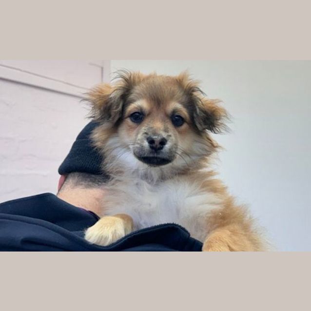 Photo of Woody