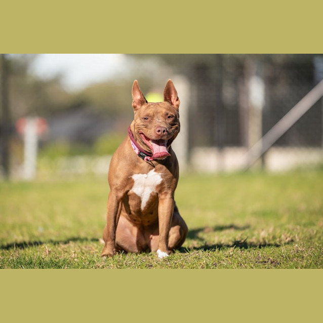 Photo of Prancer Imp 997