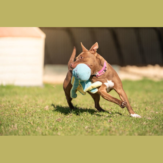 Photo of Prancer Imp 997