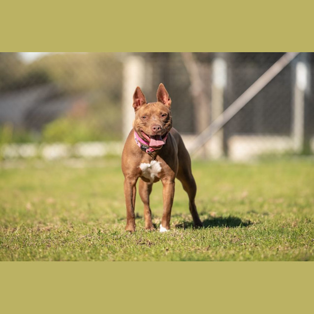 Photo of Prancer Imp 997