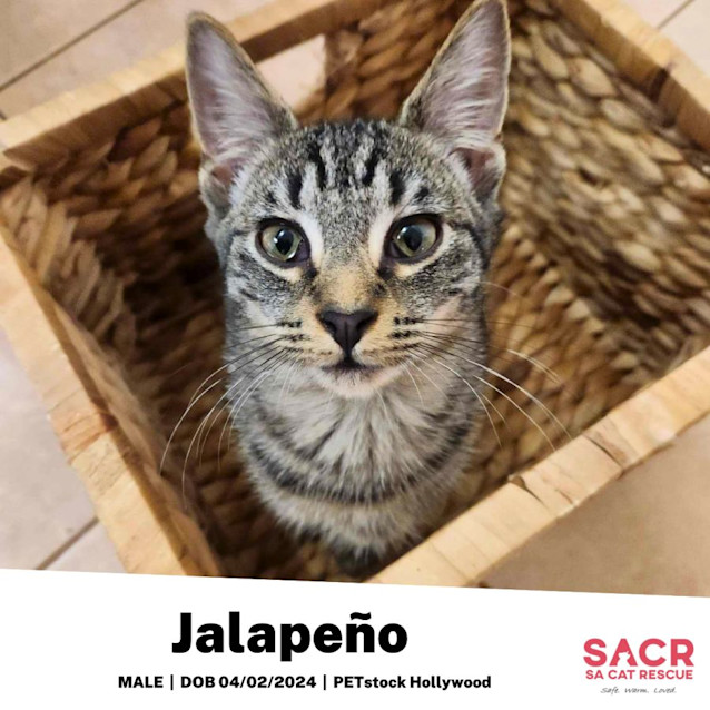 Photo of Jalapeño