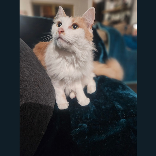 Photo of Ginger