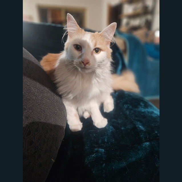 Photo of Ginger