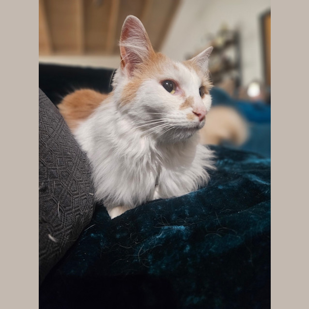 Photo of Ginger