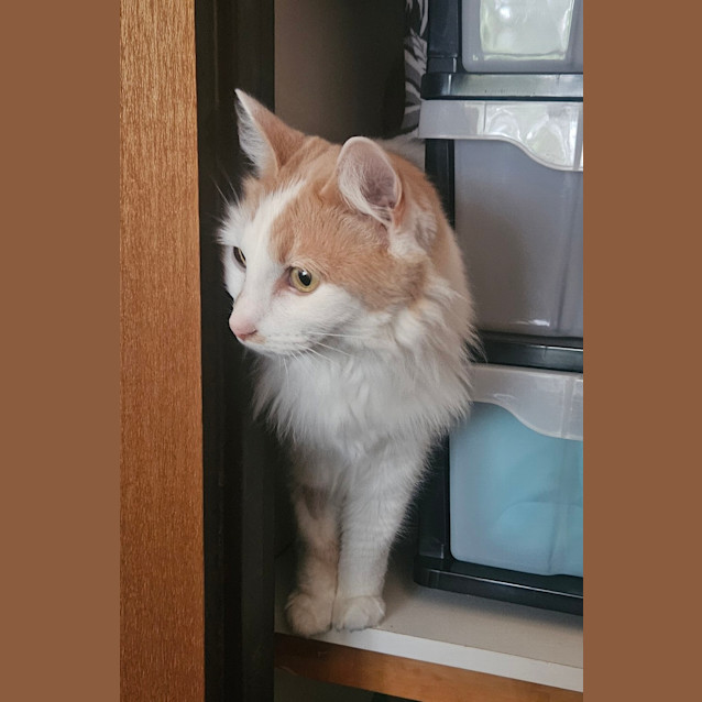 Photo of Ginger