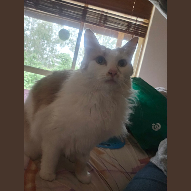 Photo of Ginger