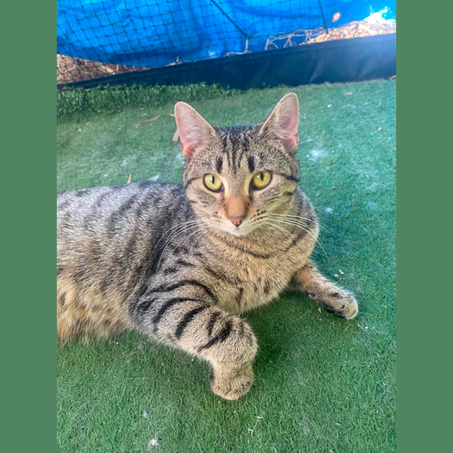 Photo of Caramel