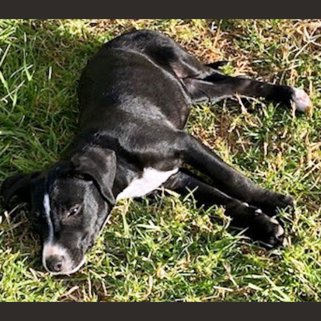 Photo of Storm 💙 5 Month Mixed Breed