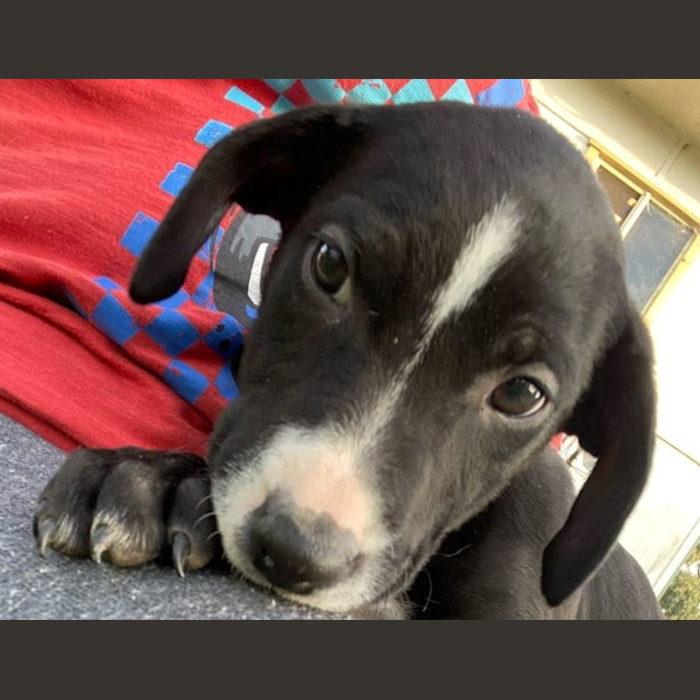 Photo of Storm 💙 5 Month Mixed Breed