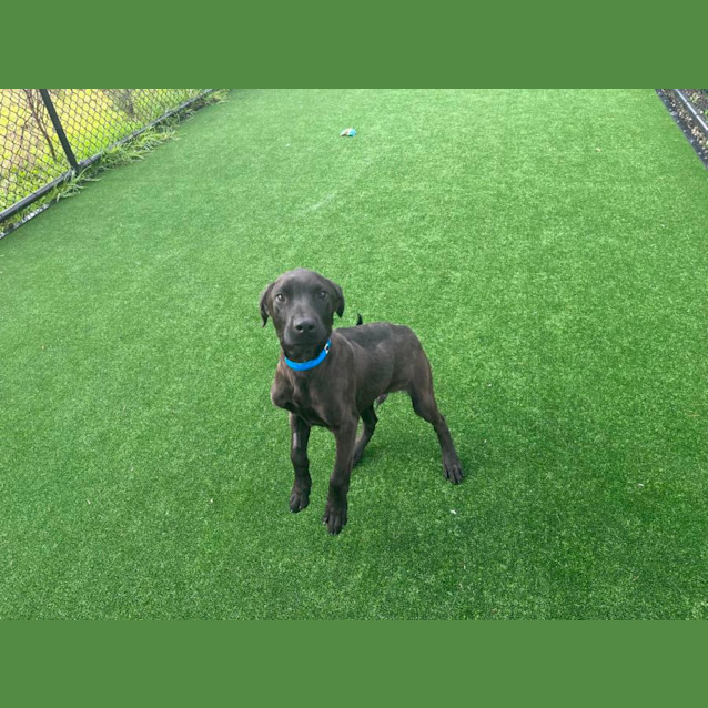 Photo of Neo Imp 1209