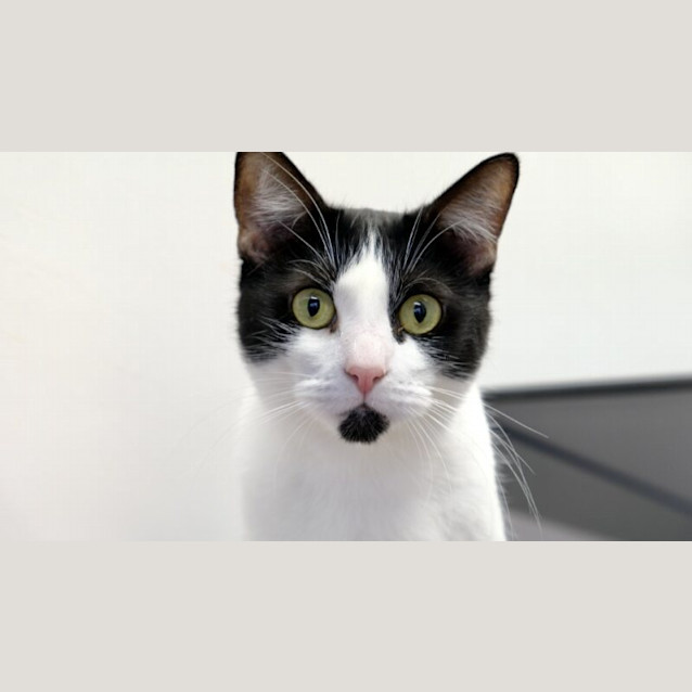 Photo of Moo Moo