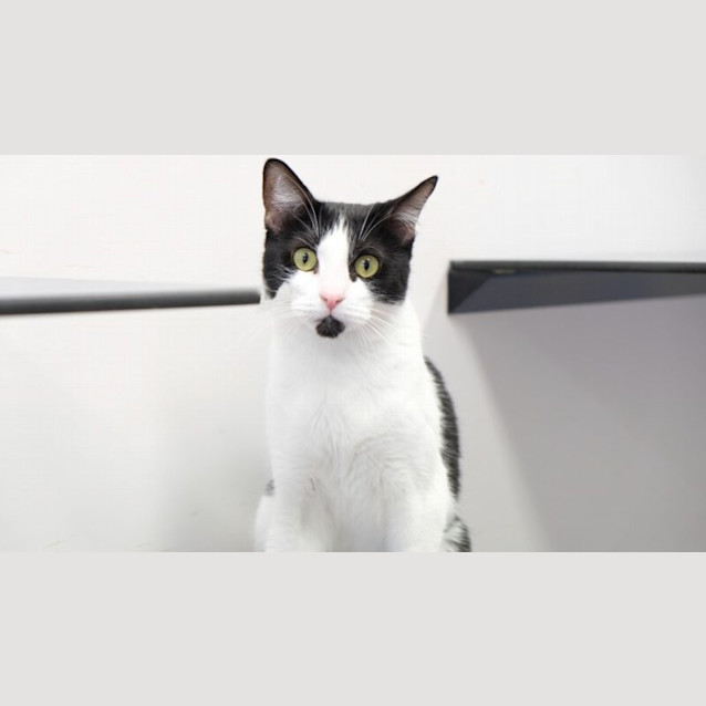 Photo of Moo Moo