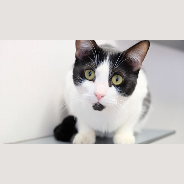 Photo of Moo Moo