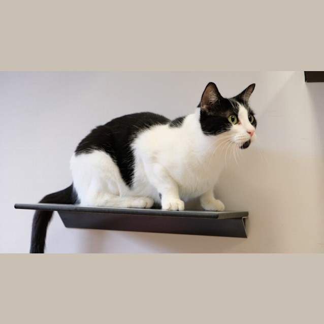 Photo of Moo Moo