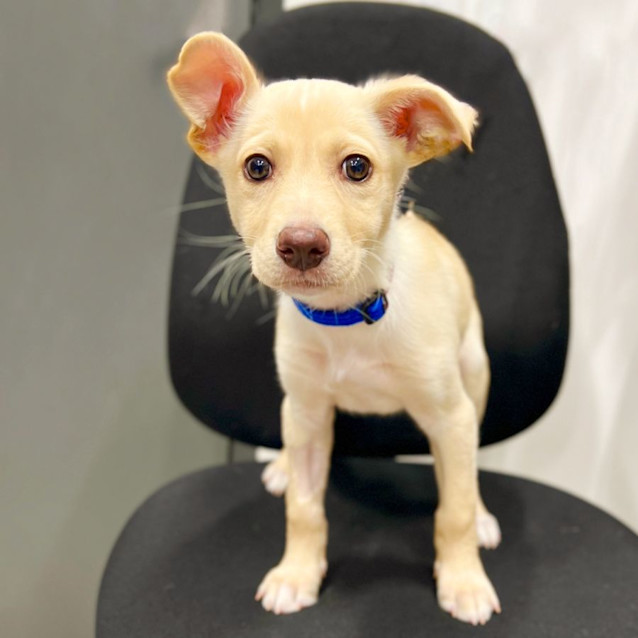 Photo of Muffin Mc Lay