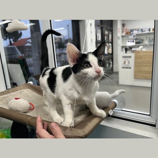 Photo of Christina   Meet Me At Pet Stock Engadine