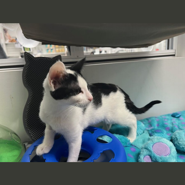 Photo of Christina   Meet Me At Pet Stock Engadine