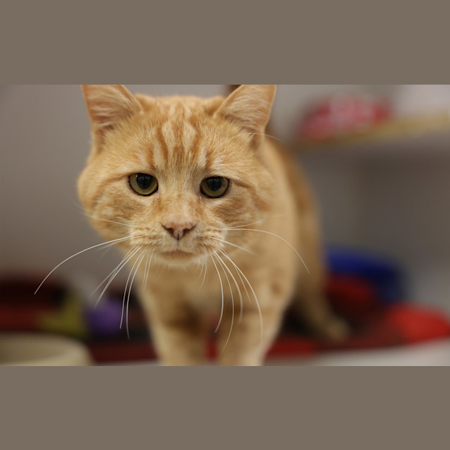 Photo of Leo