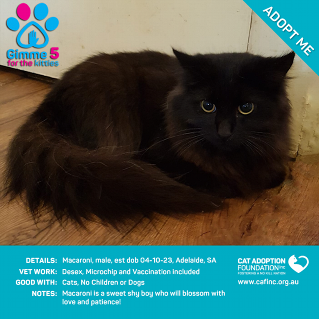 Photo of Macaroni Just $50 Limited Time!