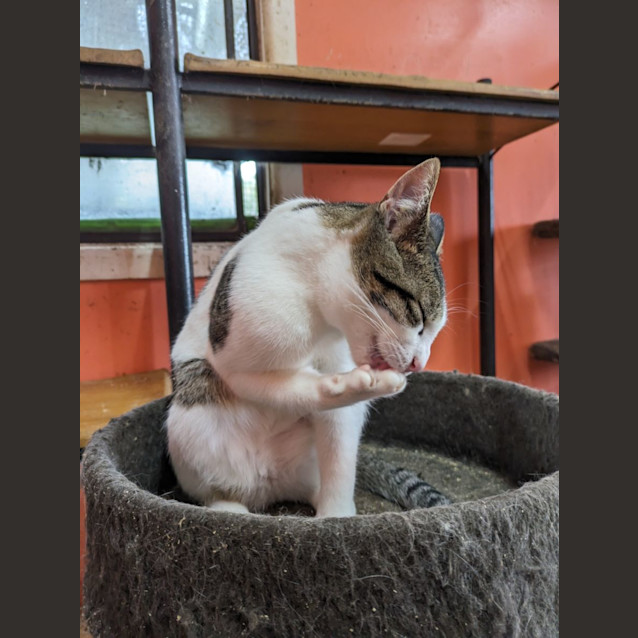 Photo of Bauble