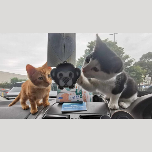 Photo of Ace & Aria 🌸