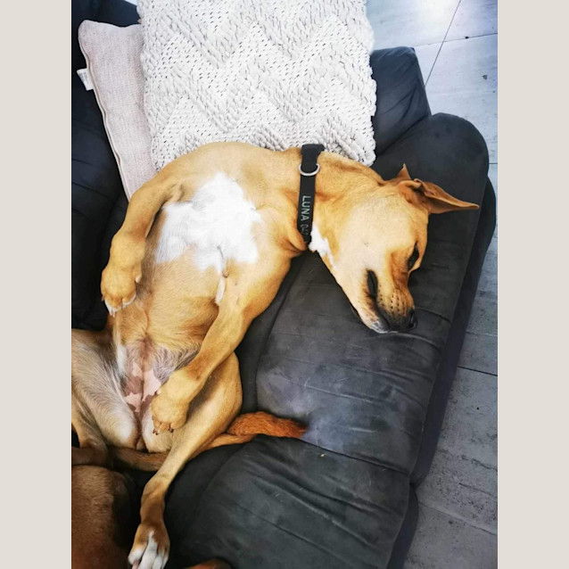 Photo of Luna