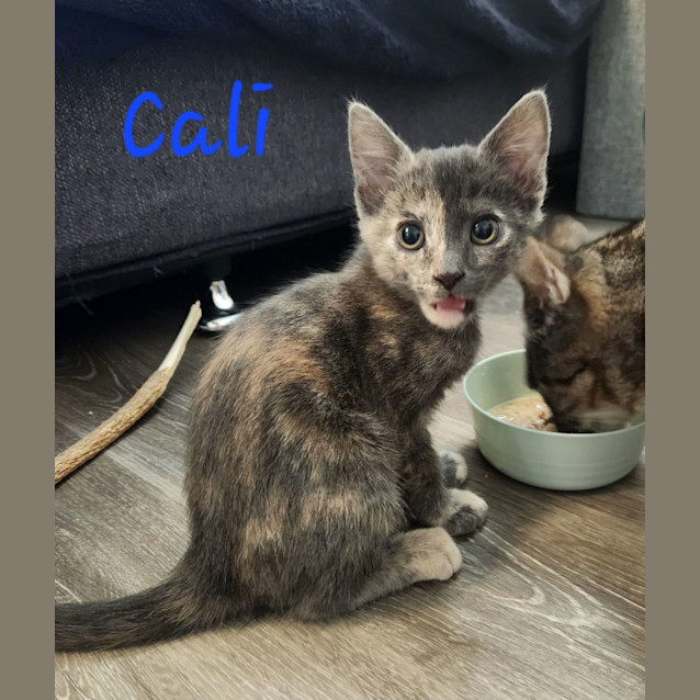 Photo of Cali