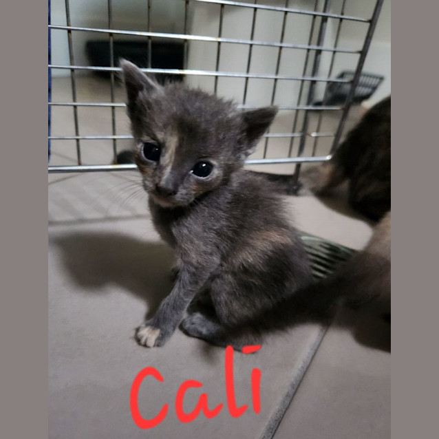 Photo of Cali